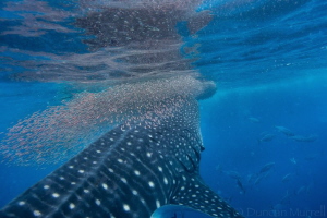 This was one of my most amazing whale shark experiences w... by Duncan Murrell 